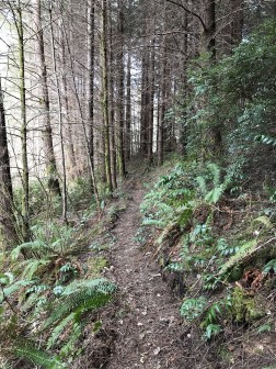 Single track trail at Kennedy Creek Salmon Trail Chum Run