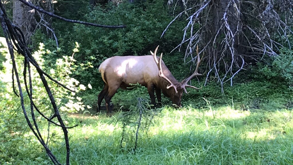 A bull elk grazing in the Little Naches area